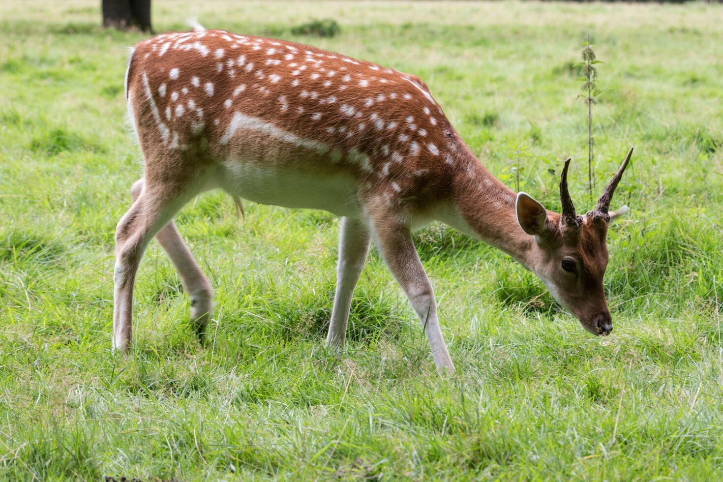Deer Grazing in the Field photo