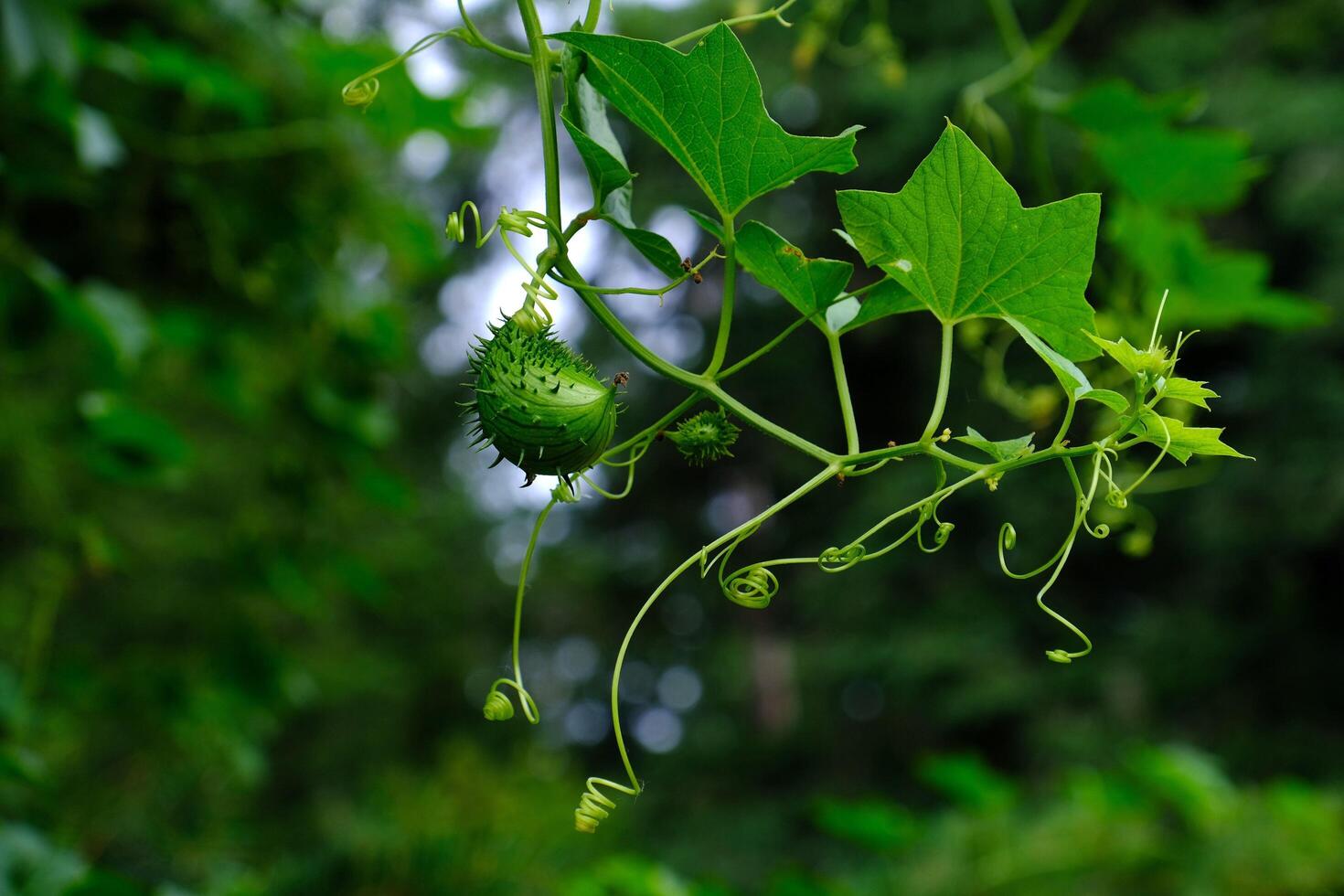 Forest Cucumber Nature's Bright and Beautiful Gem photo