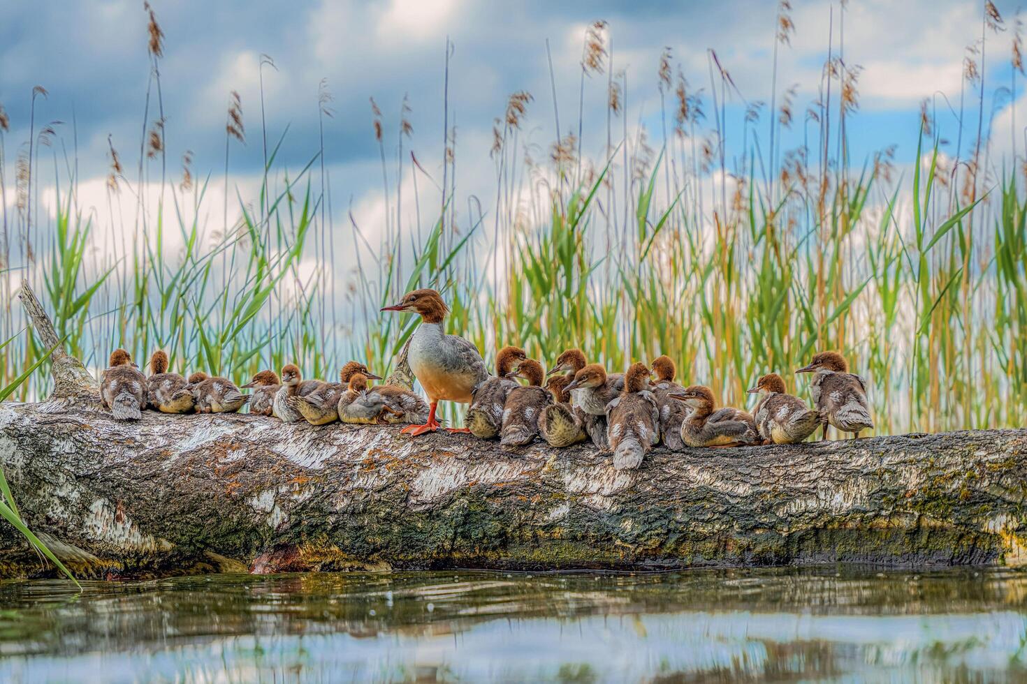 Mother and Baby Duck on the Canal Edge photo