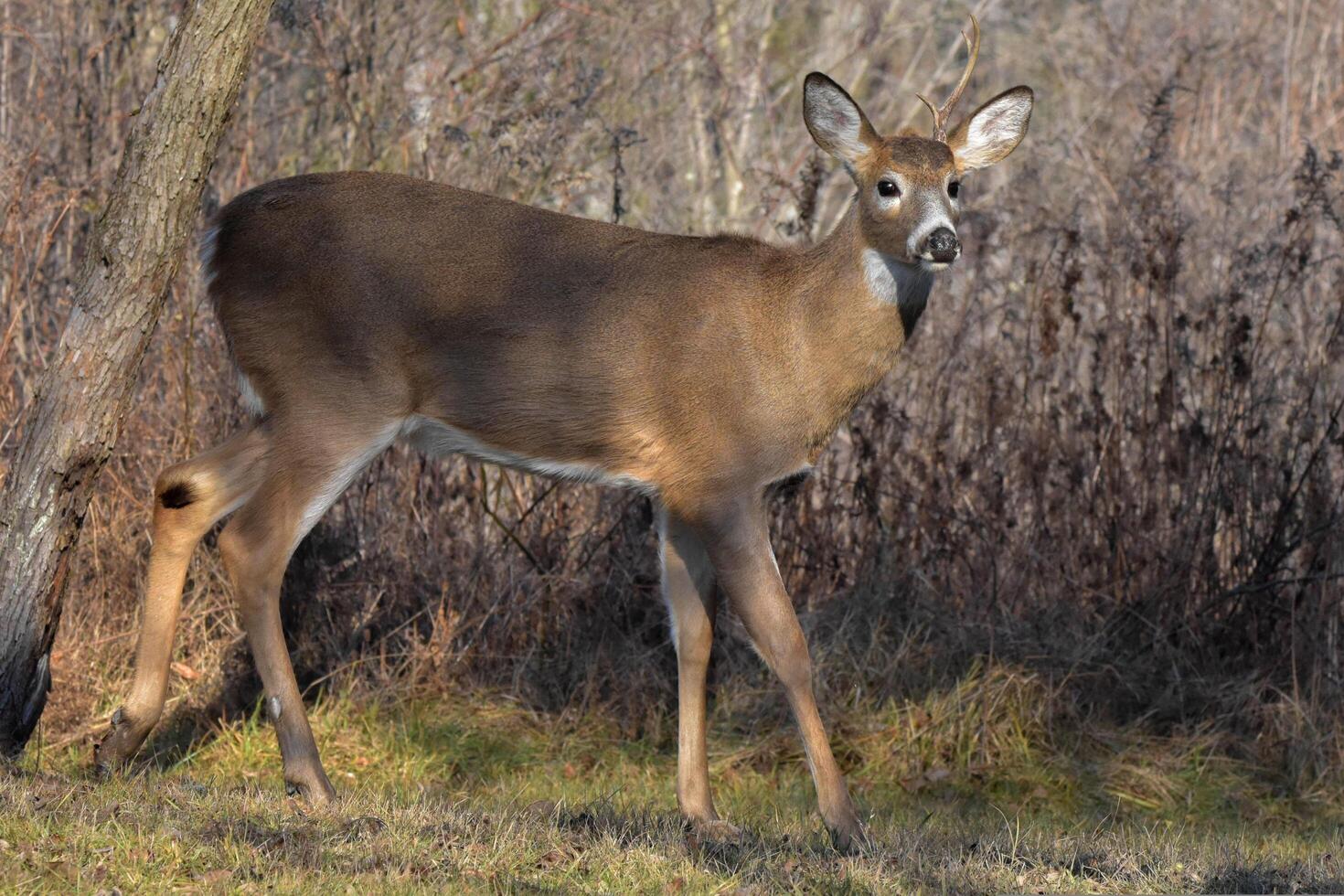 Graceful Wanderers Deer in the Mountain Mist photo