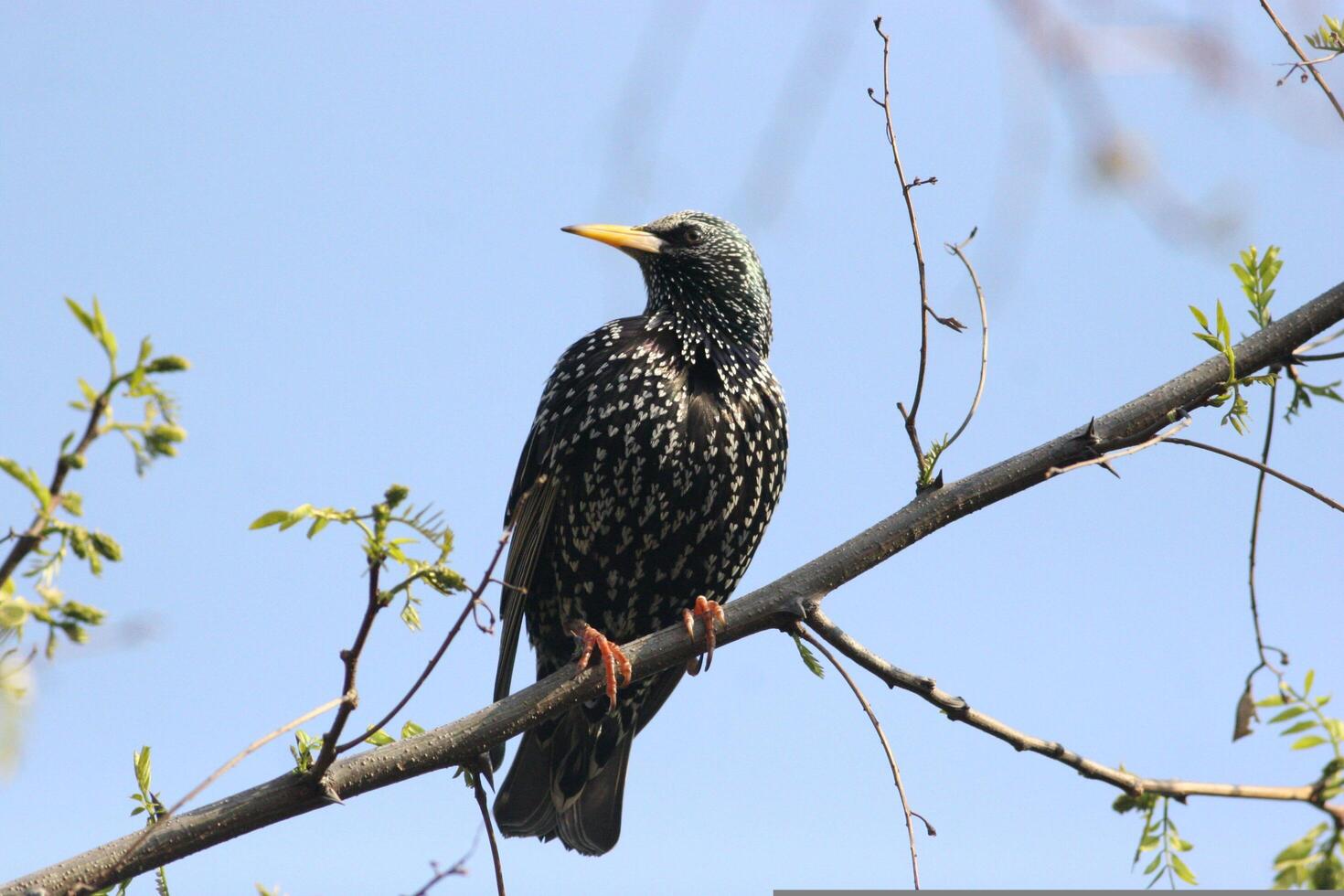The Beauty of the Starling Bird Plant photo