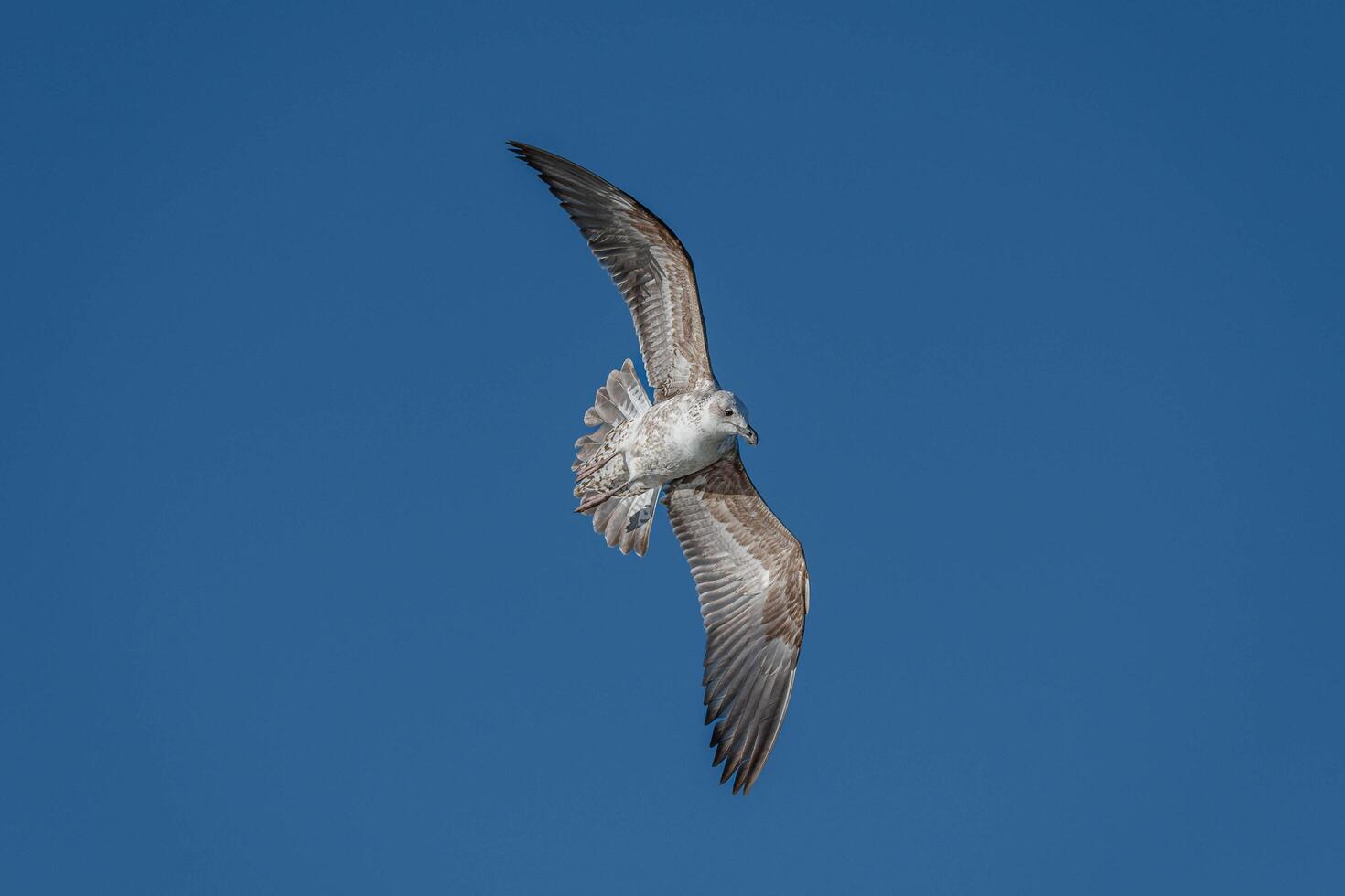Wings of Freedom The Flying Beauty of the Seagull photo