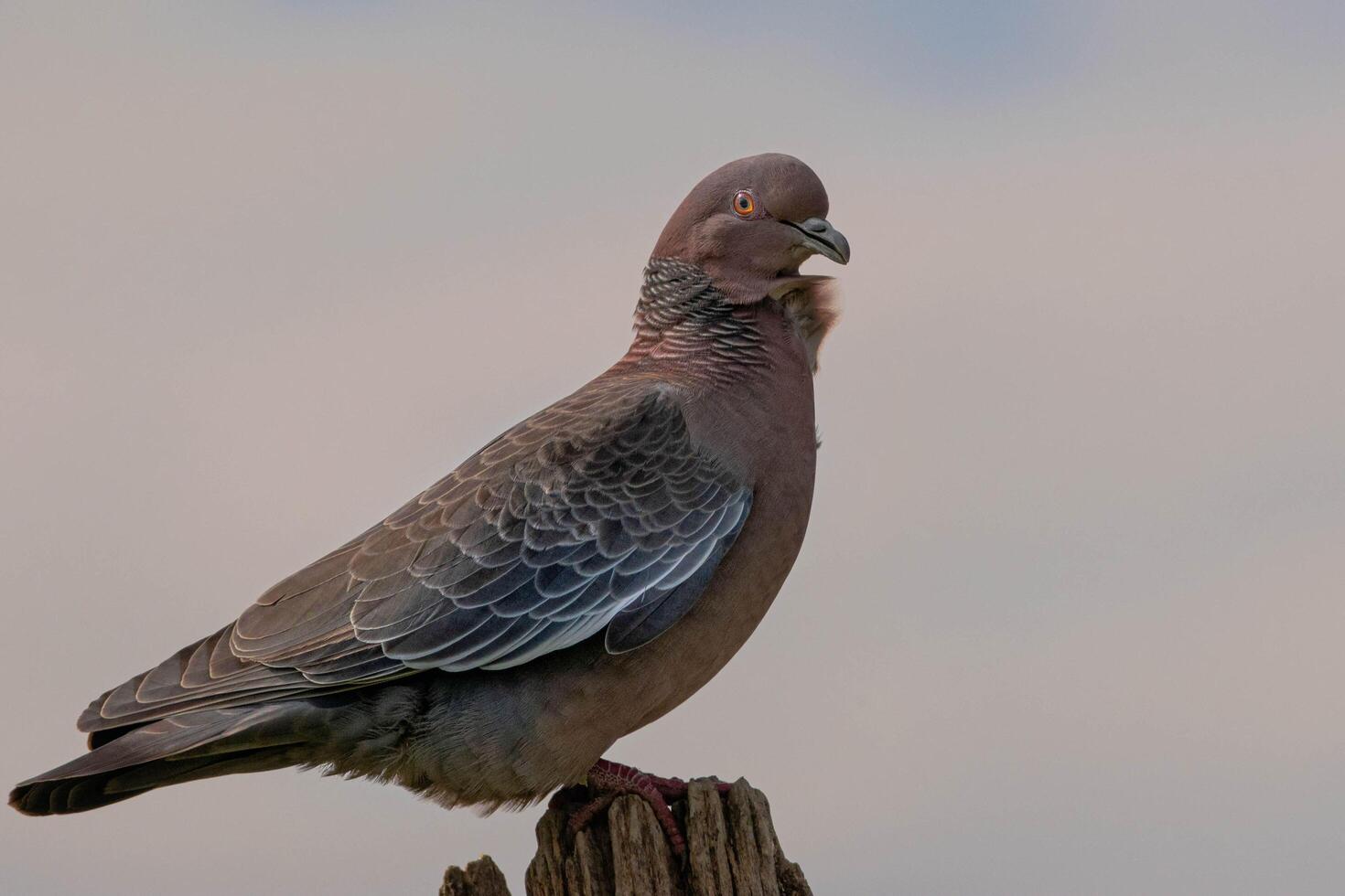 The Beauty of the Mountain Rare Pigeon photo