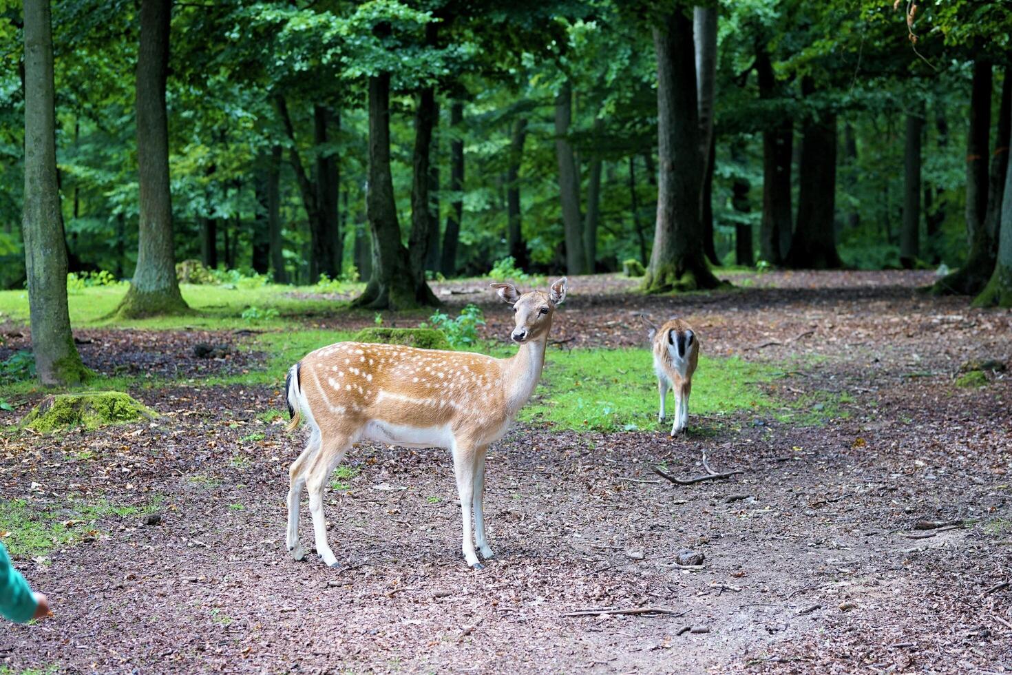 Graceful Journey Mother Deer and Fawn Walking Through the Field photo