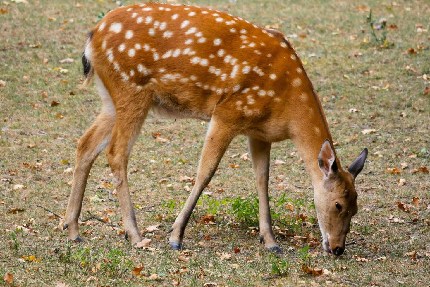 Grass Grazers Deer Savoring Green Delights at Ground Level photo