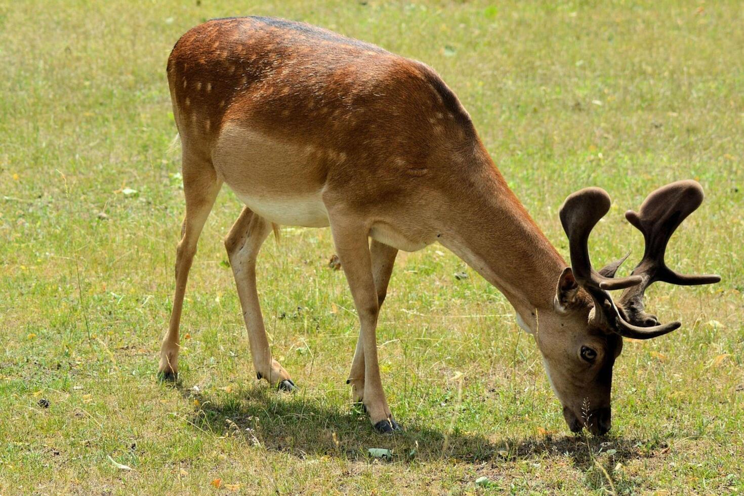 Majestic male deer peacefully grazes on lush grass in a sunlit field photo