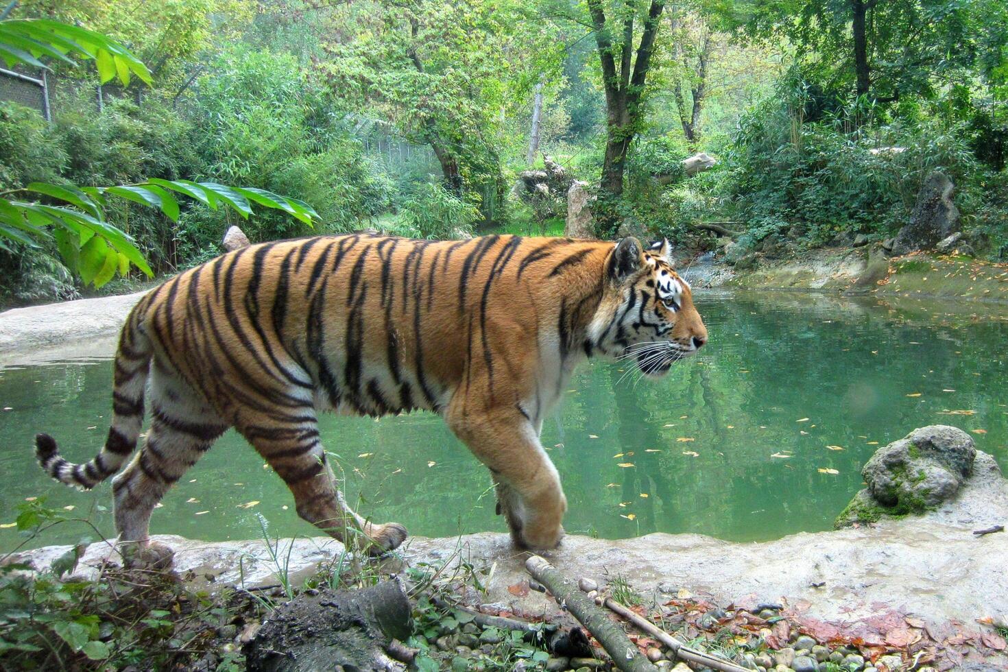 Strolling Along the Bengal Tiger's Canal photo