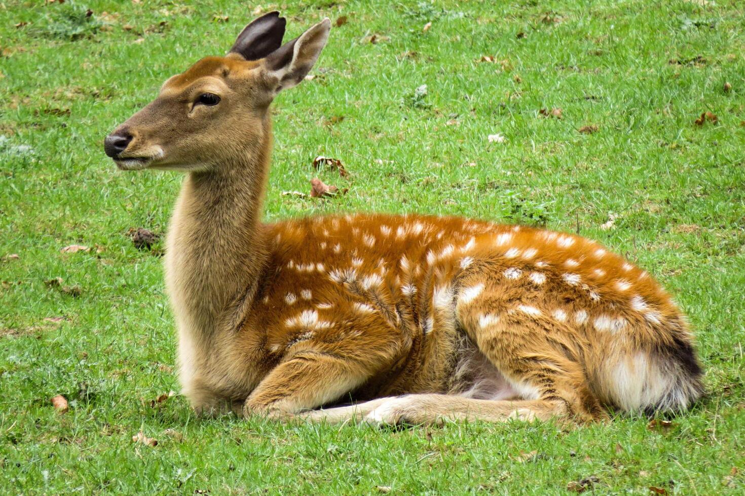 Restful Repose Deer Lounging on Verdant Green Grass photo