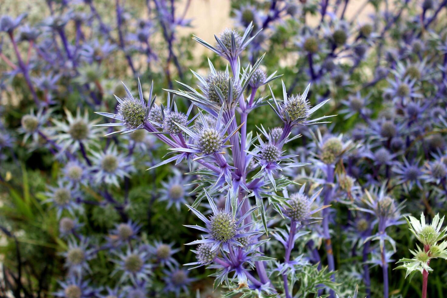 Indigo Dreams Exploring the Enchantment of Herbal Blues and Purples photo