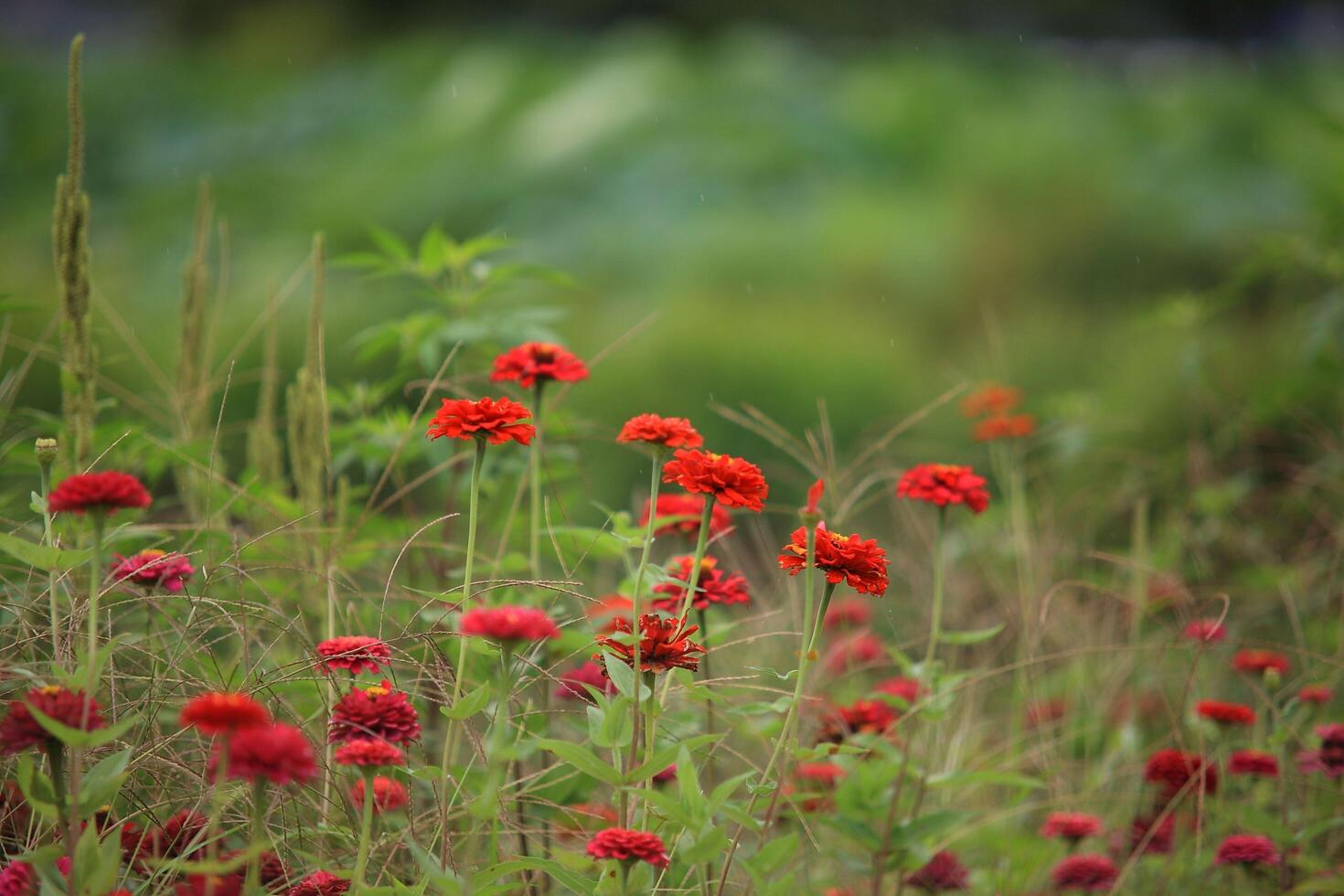 Red Flowers Growing in Hilly Fields photo