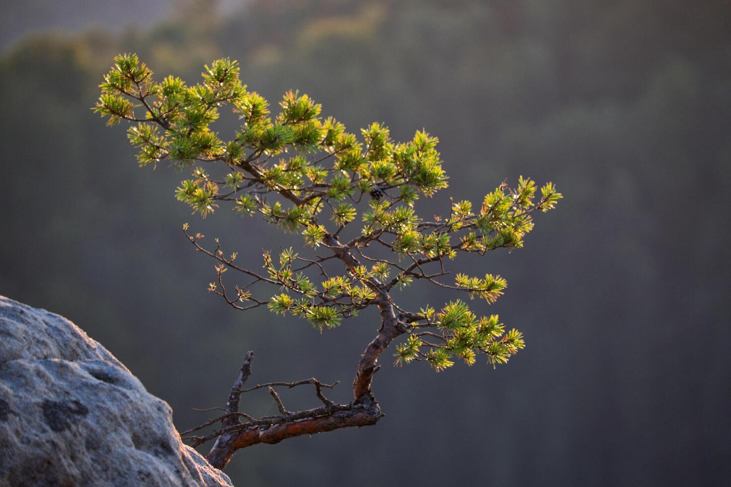 The Unique Beauty of Rock-Grown Pine Trees photo