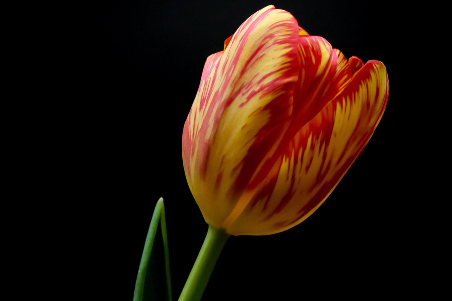The Beauty of Tulips photo