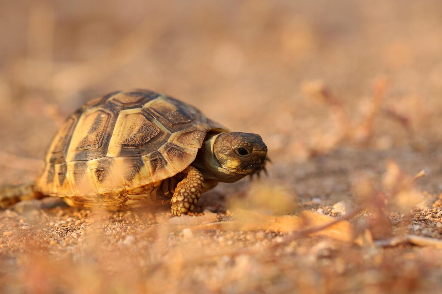 Slow Stroll The Amphibious Turtle's Walk photo