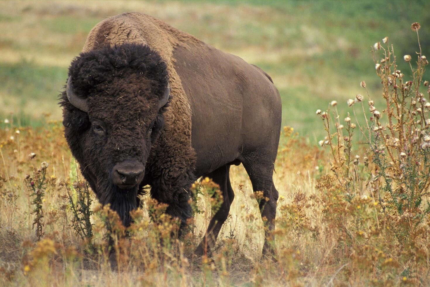 Silent Reverence Amidst Yak Grazing in Mountain Fields photo