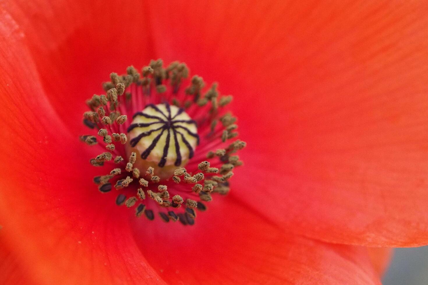 The Beauty of the Poppy Flower photo