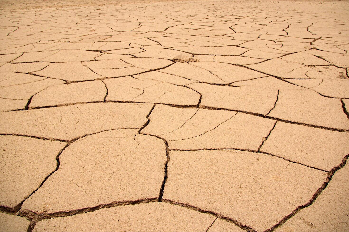 Cracked Soil in Dry Season photo