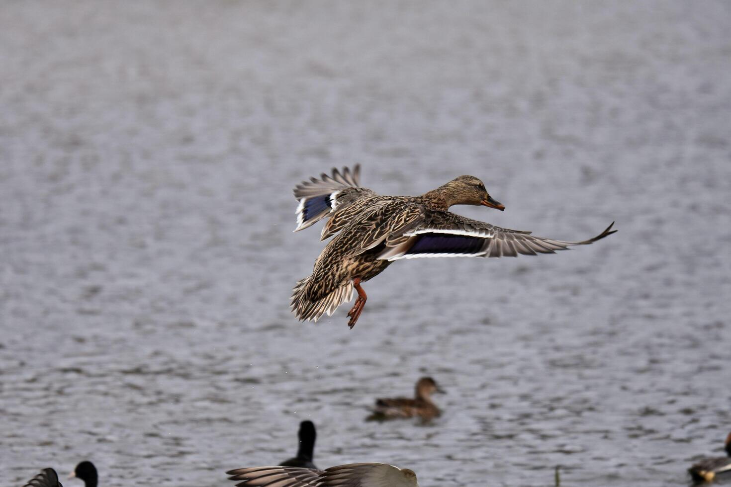 The Beauty of the Flight of Wild Geese photo