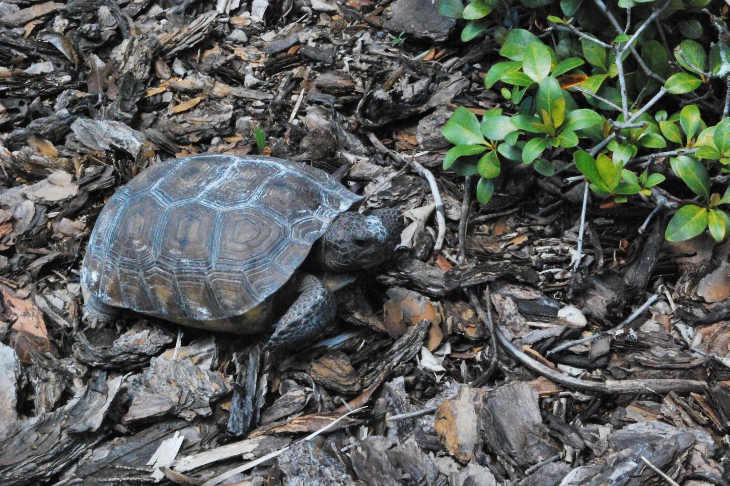 A Walk in the Forest of Mountain Turtles Exploring Nature's Hidden Gems photo