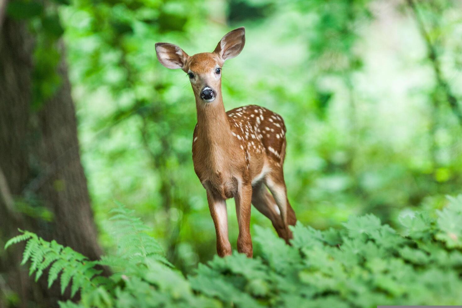 Immaculate Majesty The Standing Deer photo