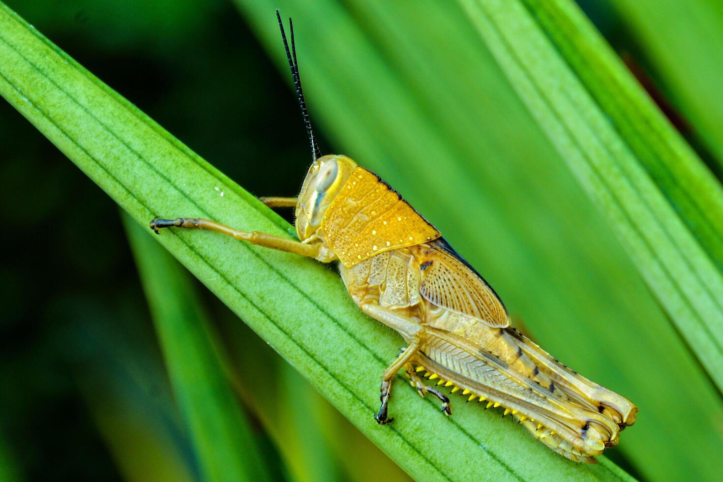 Perched on Grasshopper Leaves photo