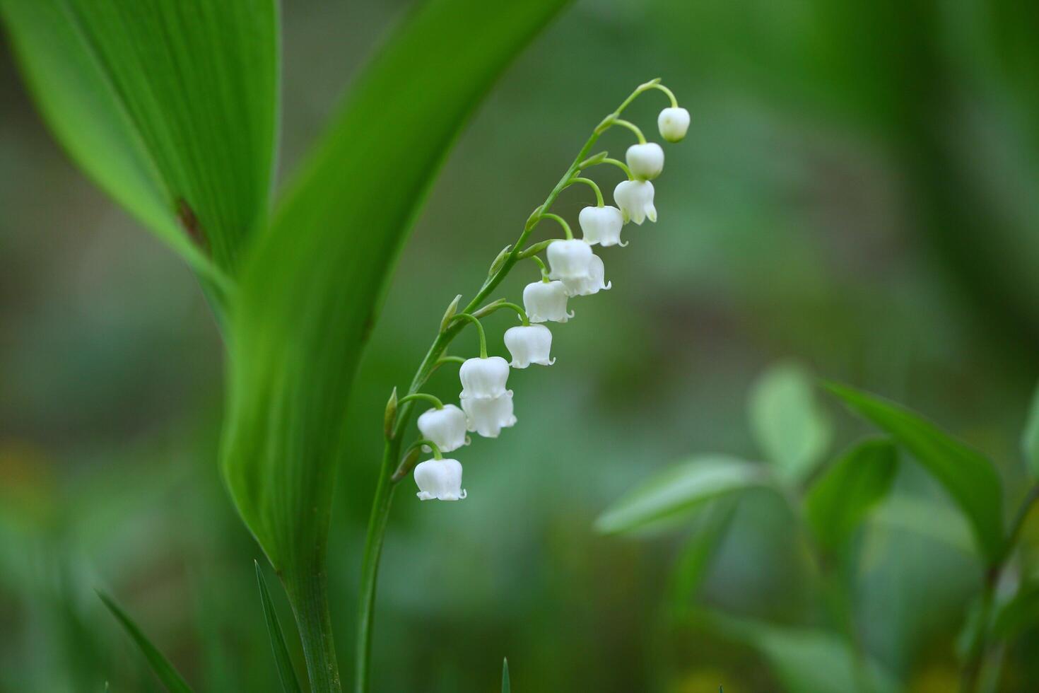Nature's Elegance The Serenity of Wild White Flower Petals photo