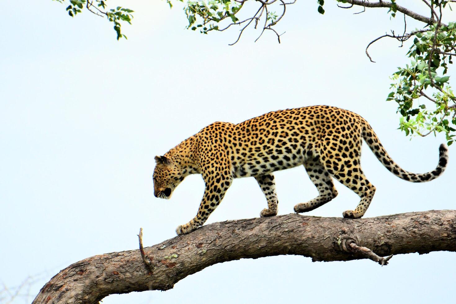 Leopards Descend From Tree Canopy to Jungle Floor photo