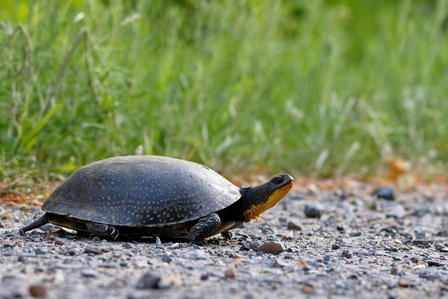Unveiling Nature's Elegance The Blanding's Turtle's Beauty photo