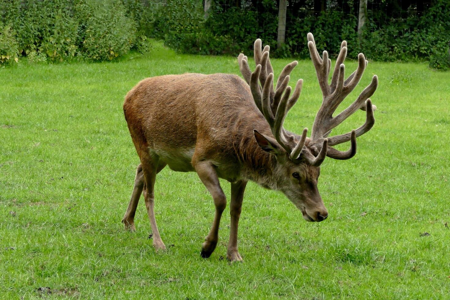 Majestic Antlers Unveiling the Beauty of Elk Deer photo