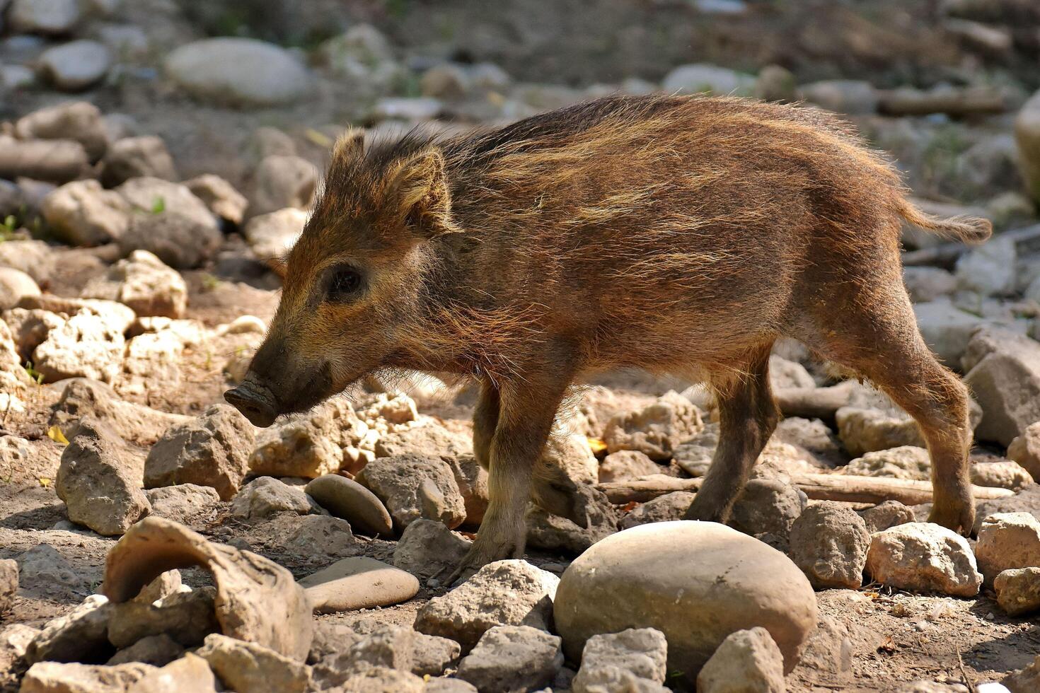 Exploring Piglet Pioneers Wild Adventures on Rocky Terrain photo