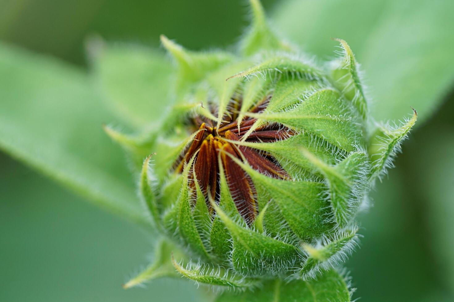 The Beauty of Sunflower Buds photo