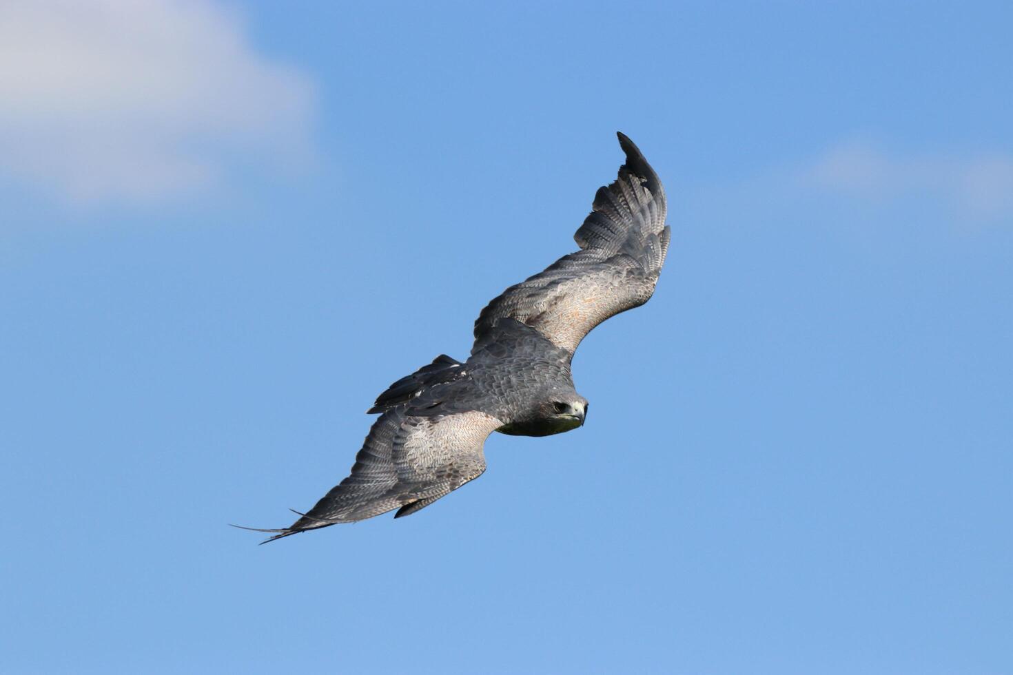 The Exceptional Beauty of Chilean Blue Eagle's Flight photo