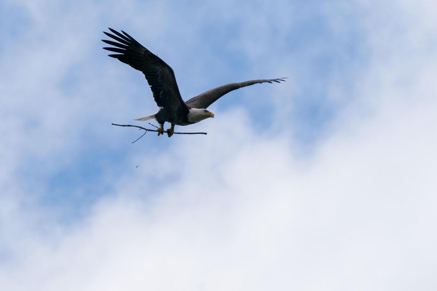 Gathering Hay to Build a Bald Eagle's Nest photo