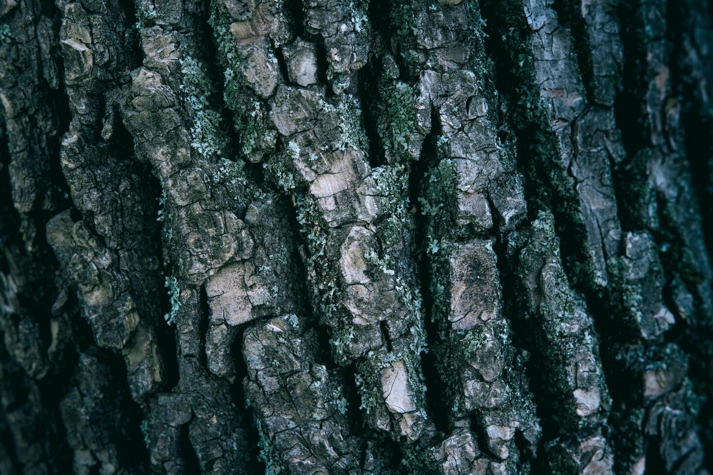Majestic Texture The Beauty of Big Tree Bark photo