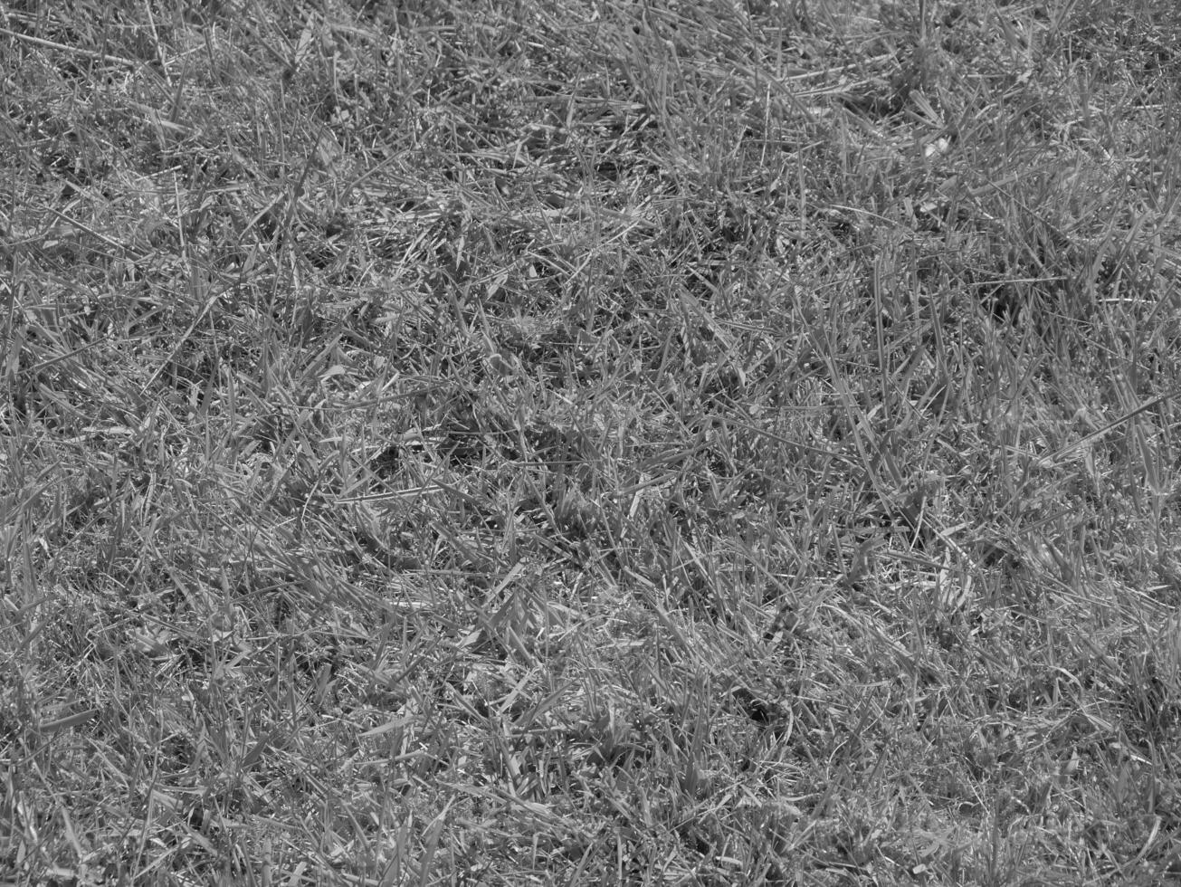 Green grass background, summer lawn, field close view. Black and white monochrome photo