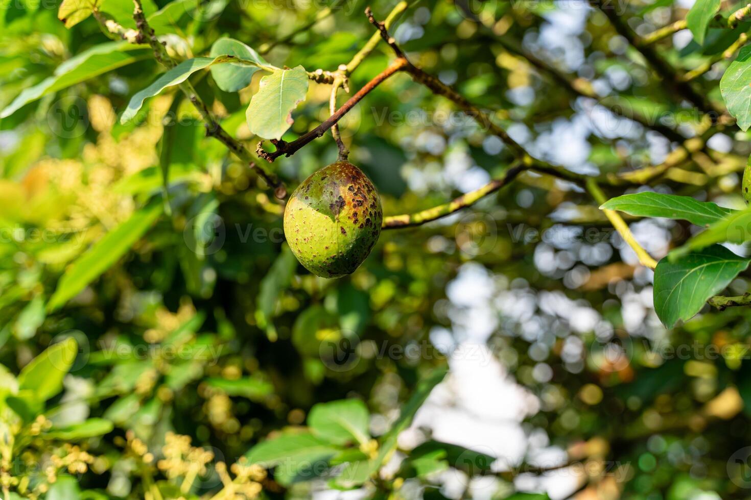Avocado tree in garden photo