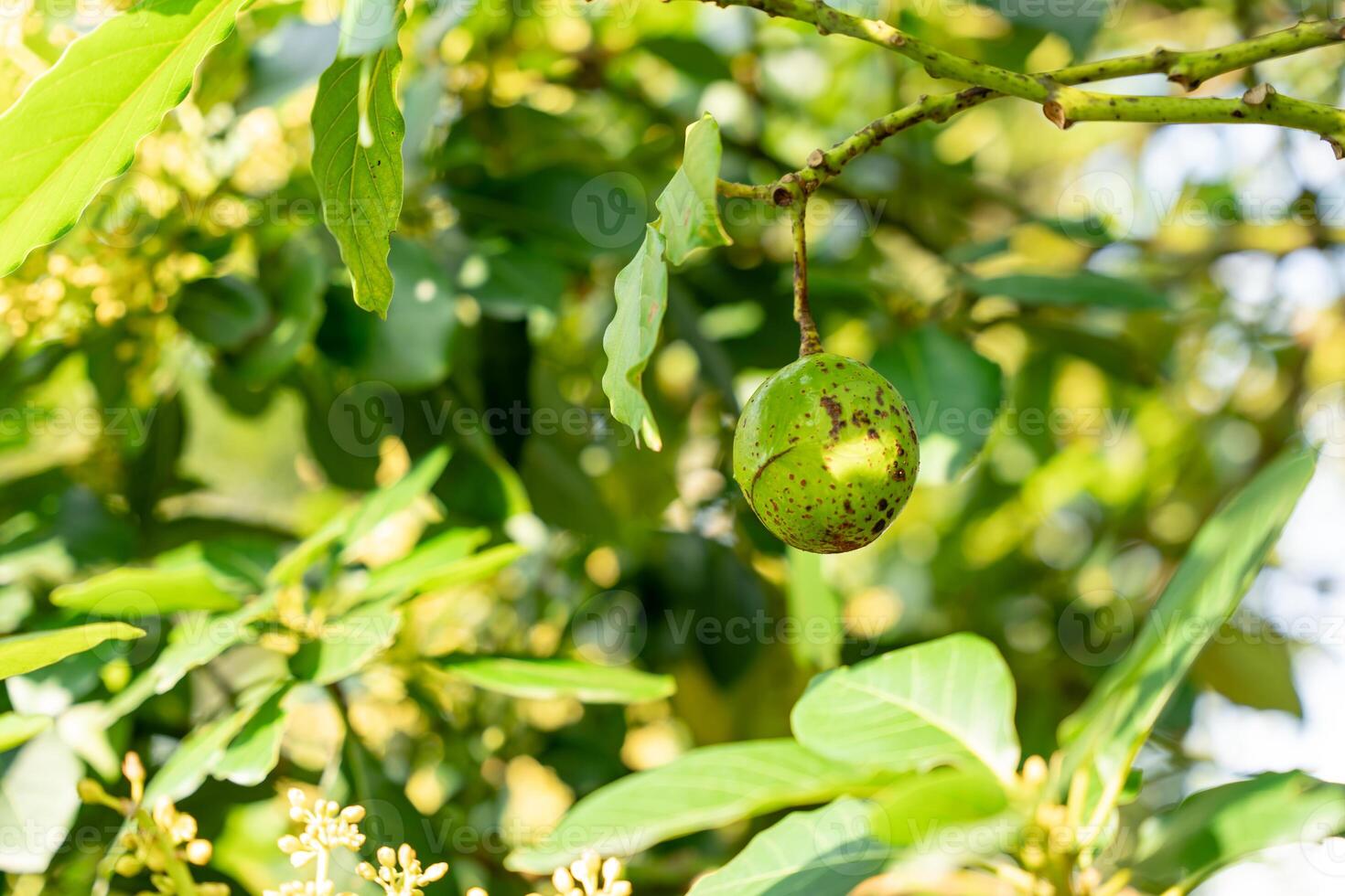 Avocado tree in garden photo