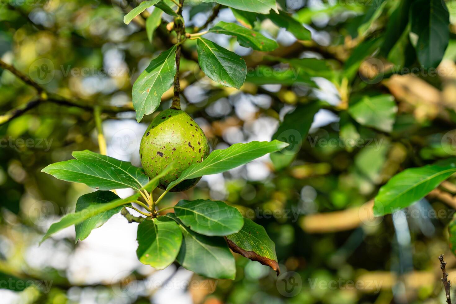 Avocado tree in garden photo