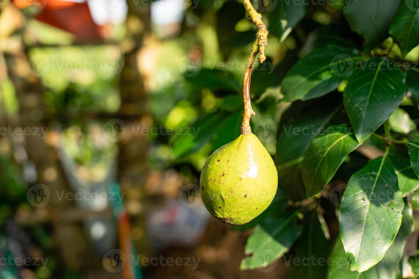 Avocado tree in garden photo