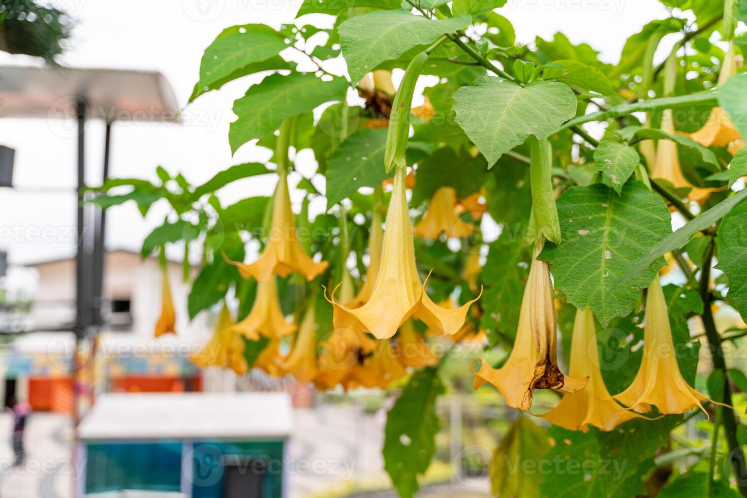 Brugmansia suaveolens, Brazil's white angel trumpet, also known as angel's tears and snowy angel's trumpet. is a species of flowering plant in the nightshade family photo