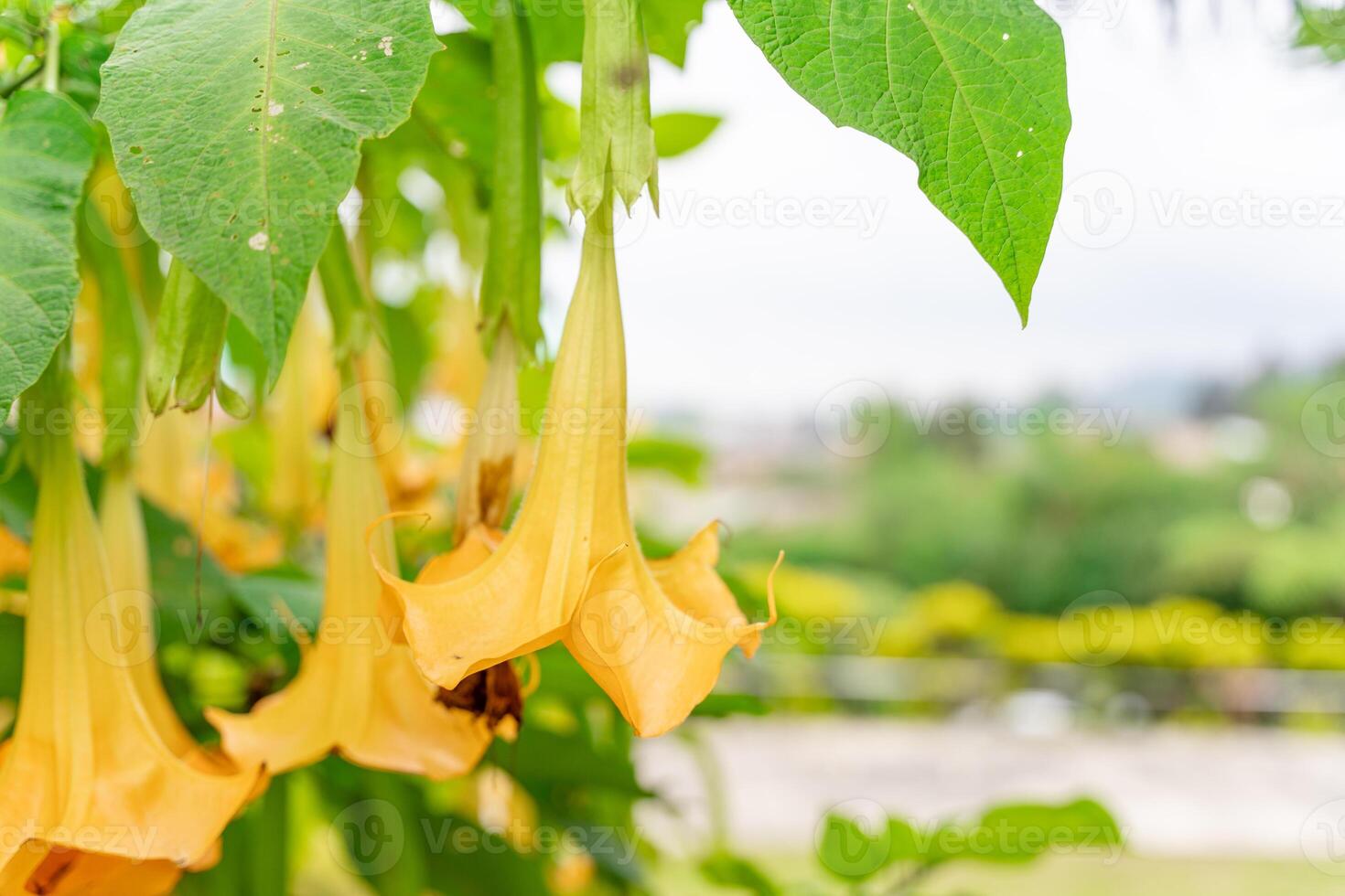 Brugmansia suaveolens, Brazil's white angel trumpet, also known as angel's tears and snowy angel's trumpet. is a species of flowering plant in the nightshade family photo