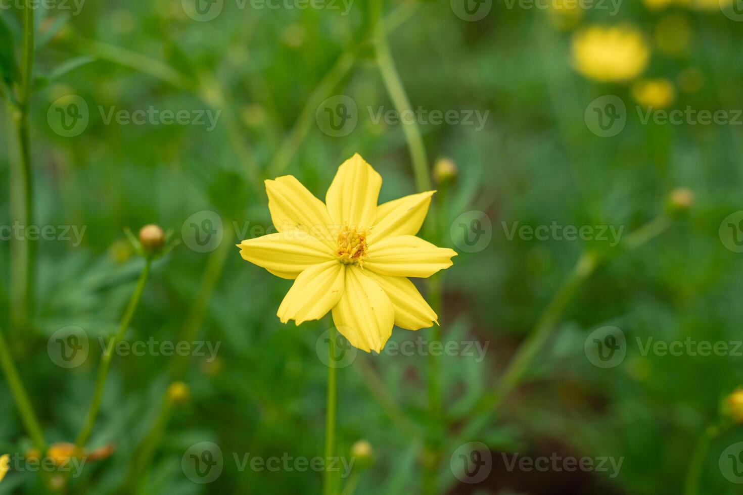 Cosmos sulphureus is a species of flowering plant in the sunflower family Asteraceae, also known as sulfur cosmos and yellow cosmos. Selective focus. defocus background. photo