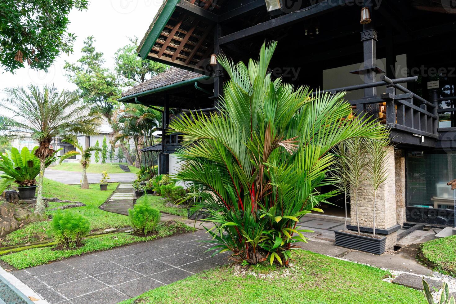 Cyrtostachys renda, also known by the common names red sealing wax palm and lipstick palm, is a palm that is native to Thailand, Malaysia, Sumatra and Borneo in Indonesia photo