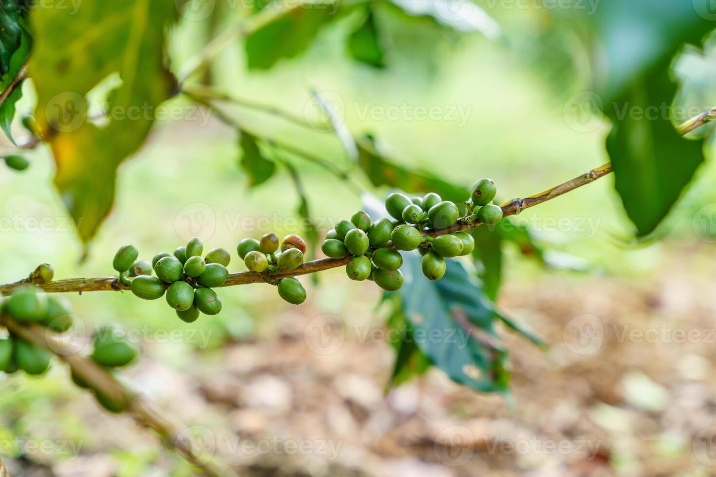 Fresh coffee beans on branch of coffee plant. Leaves of arabica coffee tree nursery plantation. Coffee beans ripening on a tree. photo