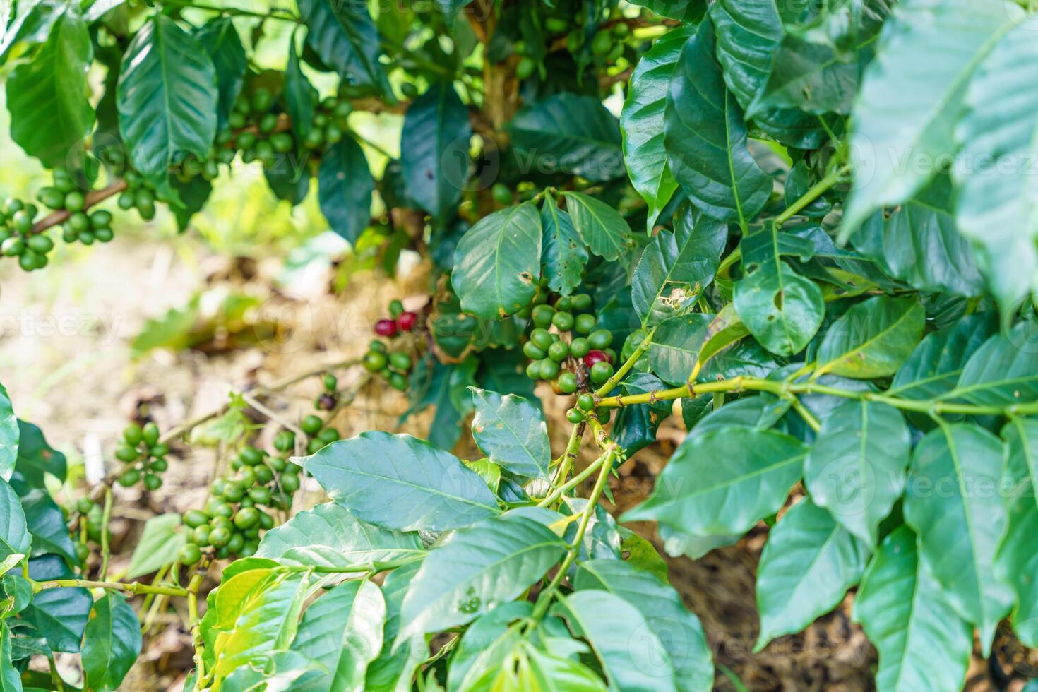 Fresh coffee beans on branch of coffee plant. Leaves of arabica coffee tree nursery plantation. Coffee beans ripening on a tree. photo
