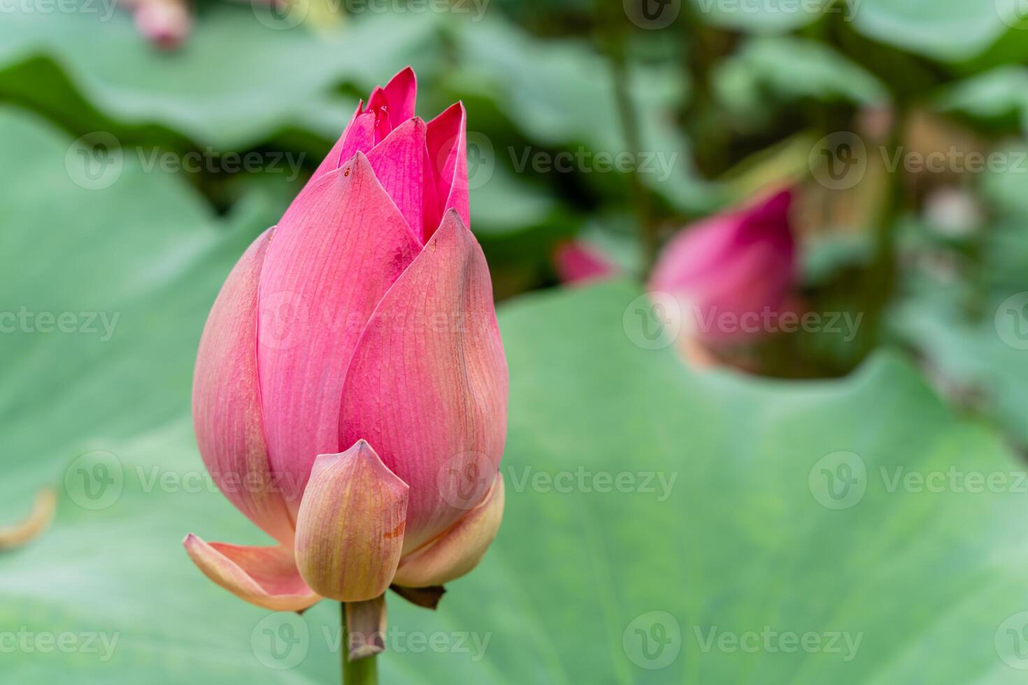 Nelumbo nucifera, also known as Indian lotus, sacred lotus or simply lotus, is one of two extant species of aquatic plant in the family Nelumbonaceae. photo