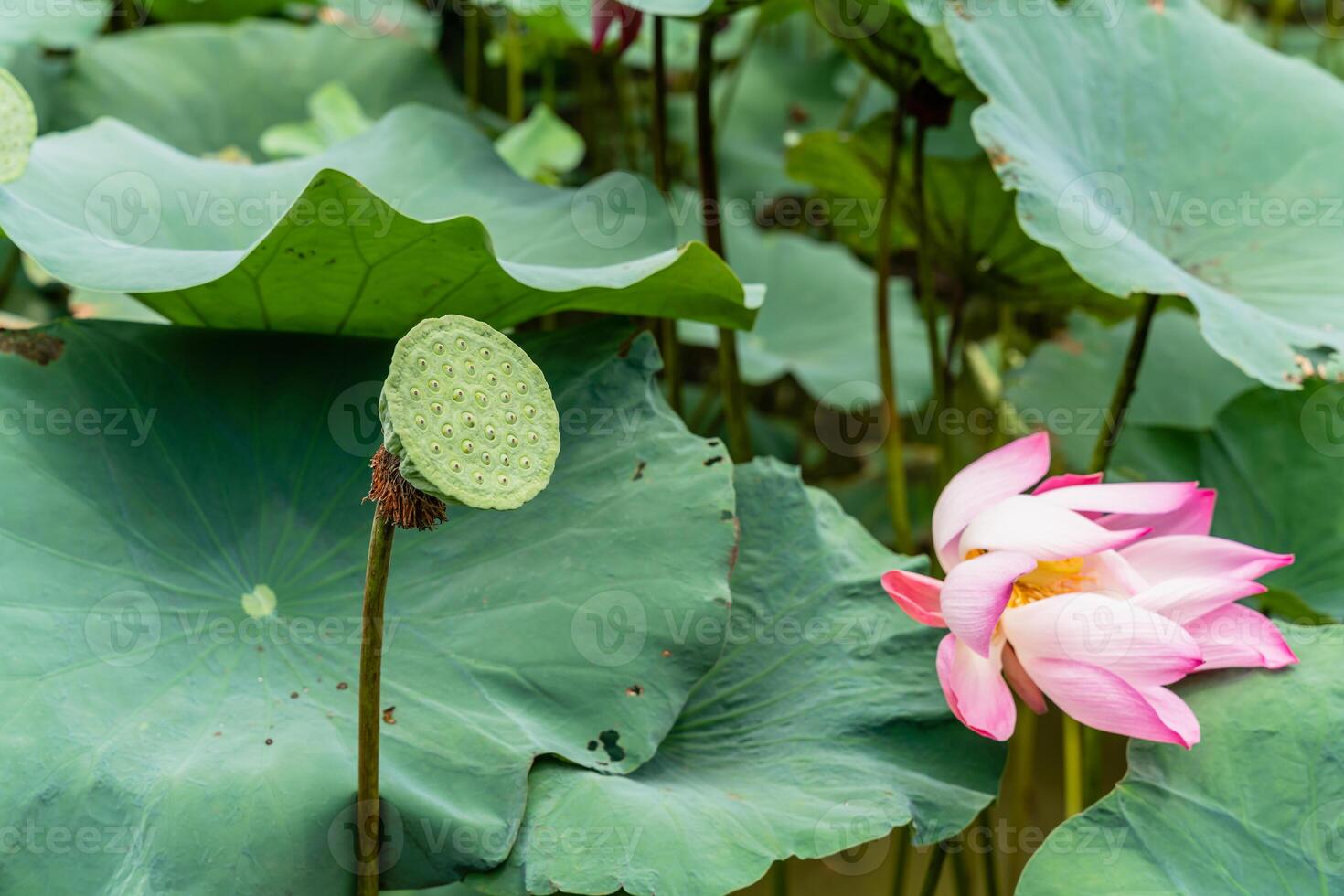 Nelumbo nucifera, also known as Indian lotus, sacred lotus or simply lotus, is one of two extant species of aquatic plant in the family Nelumbonaceae. photo