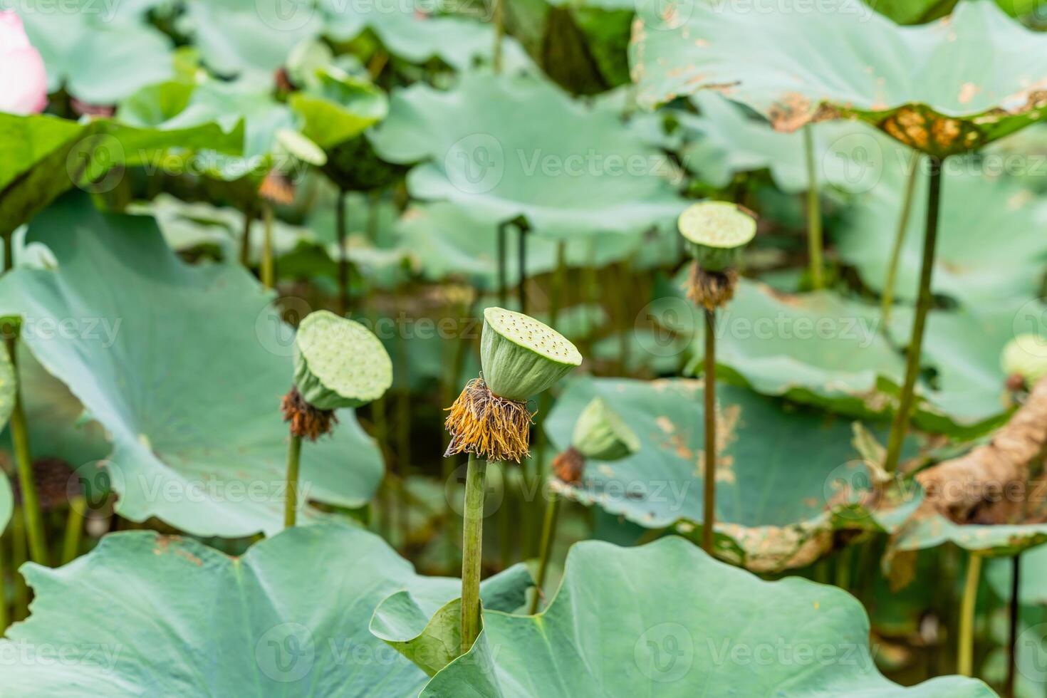 Nelumbo nucifera, also known as Indian lotus, sacred lotus or simply lotus, is one of two extant species of aquatic plant in the family Nelumbonaceae. photo