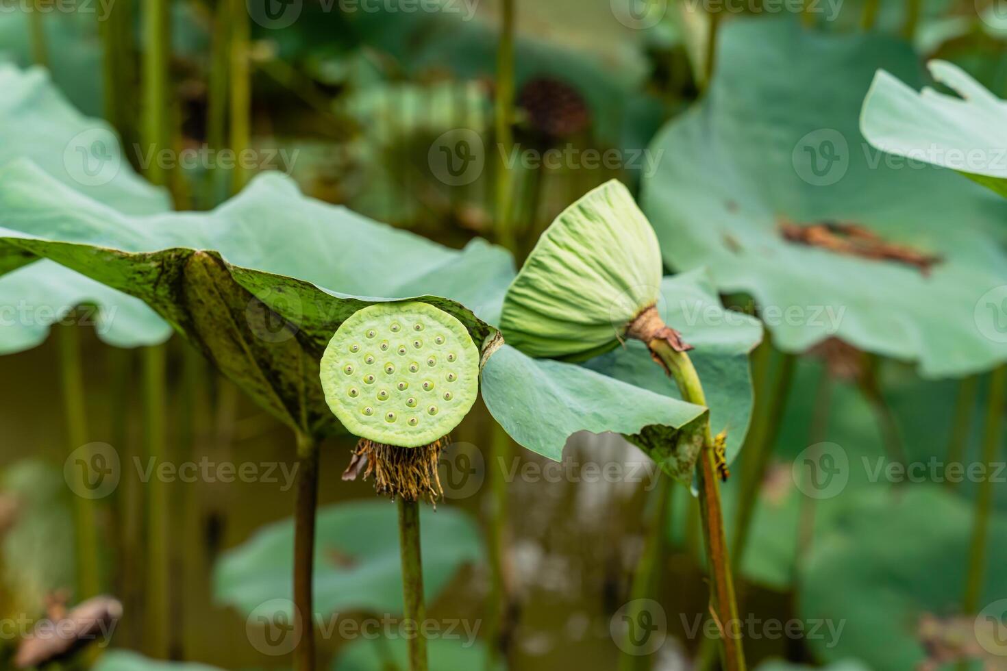Nelumbo nucifera, also known as Indian lotus, sacred lotus or simply lotus, is one of two extant species of aquatic plant in the family Nelumbonaceae. photo