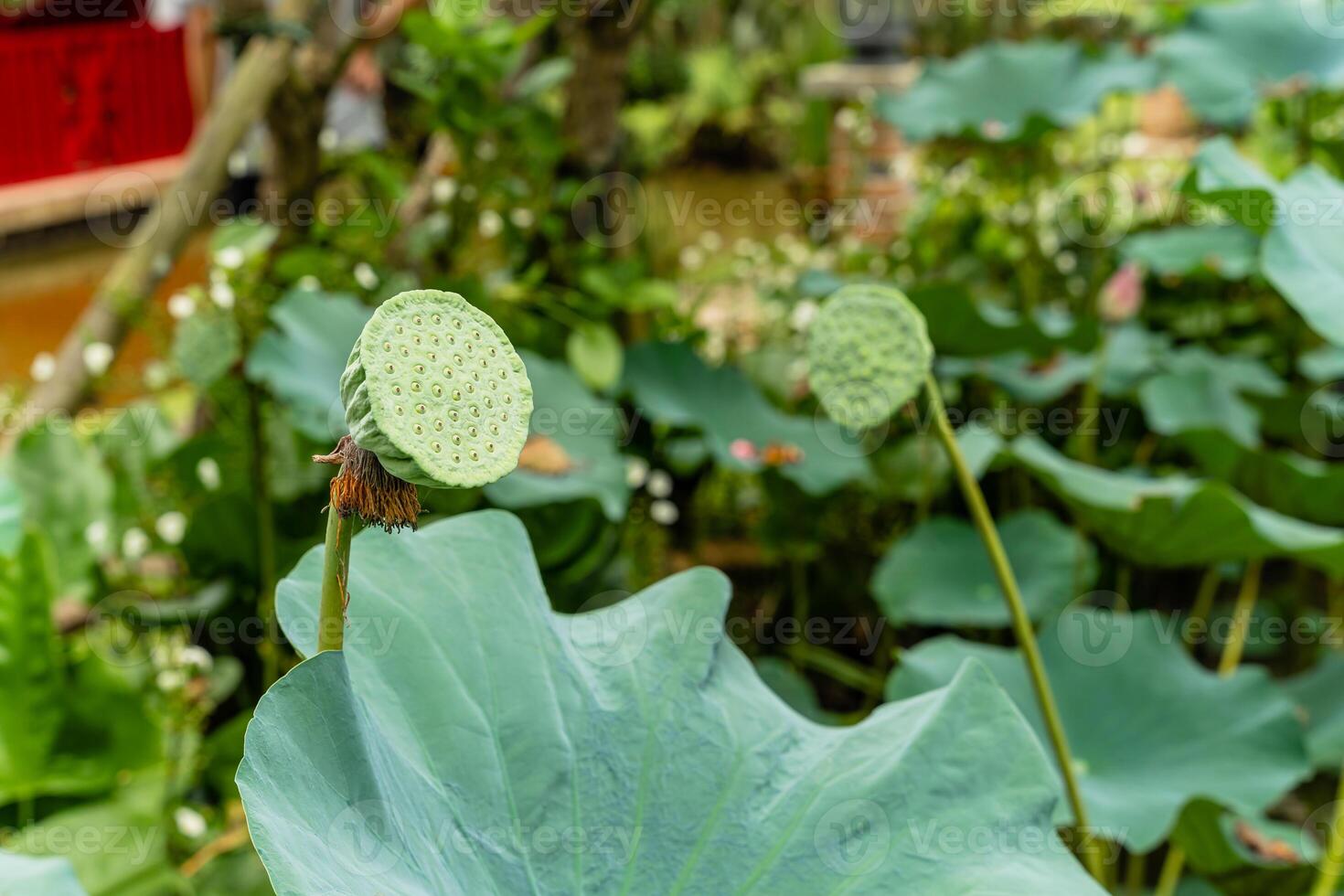 Nelumbo nucifera, also known as Indian lotus, sacred lotus or simply lotus, is one of two extant species of aquatic plant in the family Nelumbonaceae. photo