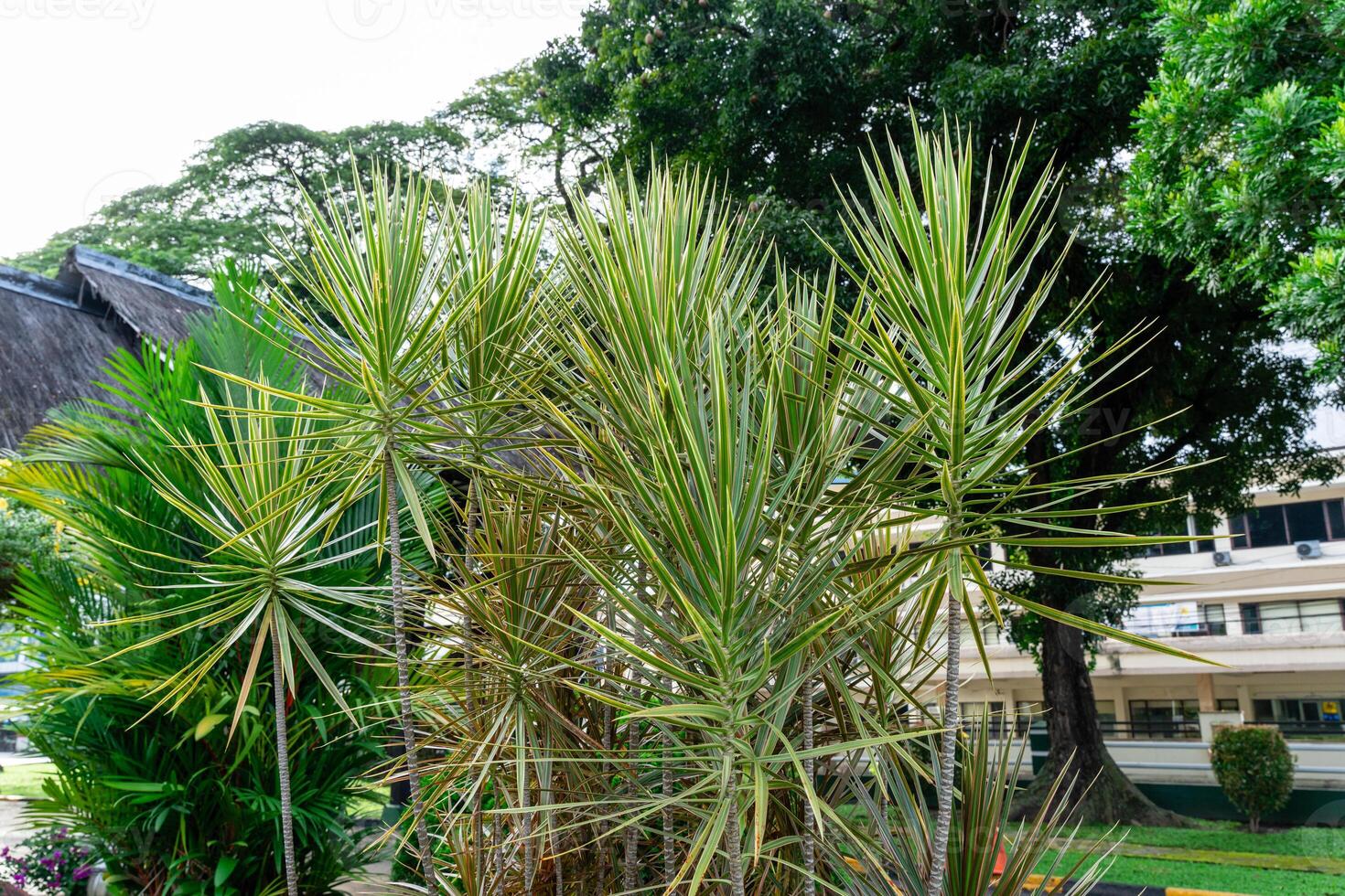 Dracaena marginata, Madagascar Dragon Tree or Red Edged Dracaena is a flowering plant in the family Ruscaceae, native to Madagascar growth in the garden. photo